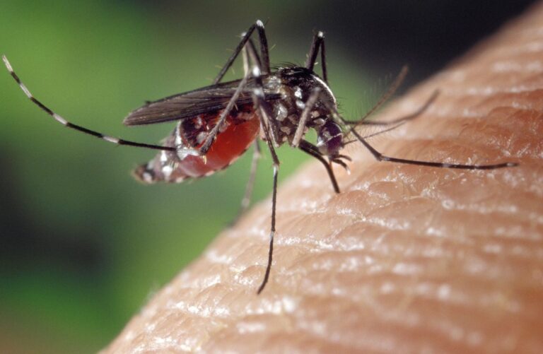 dengue:-“2025-sera-um-ano-dificil-no-brasil”,-diz-diretor-do-butantan-a-cnn